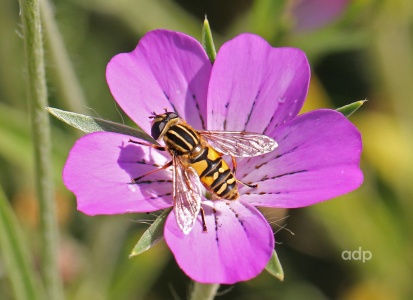 Helophilus pendulus, male, Polesden Lacey, Alan Prowse